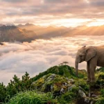 baby elephant dream meaning