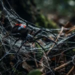 black widow spider dream meaning